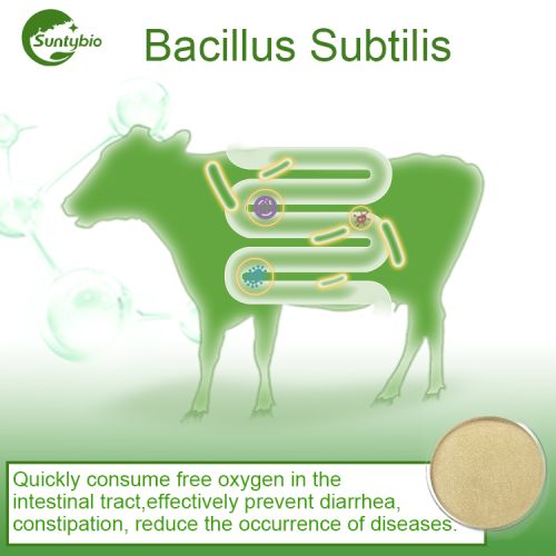 Bacillus Subtilis