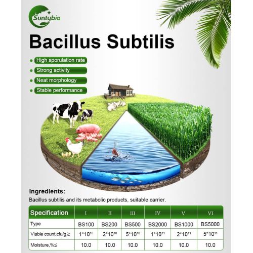 Bacillus Subtilis