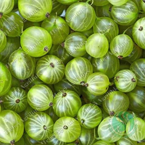 Frozen Gooseberry