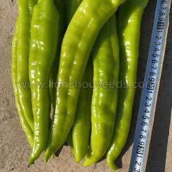 Best Pepper Varieties Seeds