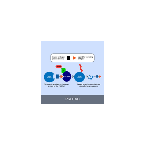 PROTAC-E3 Ligase Ligands